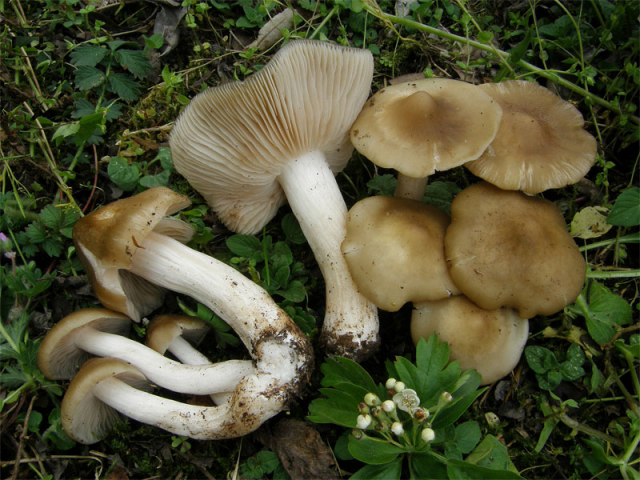 Мицелий Энтоломы садовой  (Entoloma clypeatum)